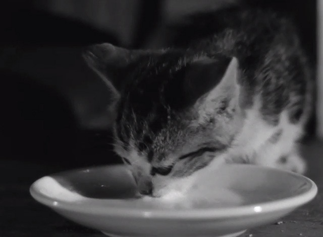 Action in the North Atlantic - close up of tabby kitten Peaches drinking cream from saucer