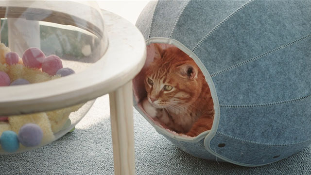 Adoring - Chong ai - ginger tabby cat in cat bed