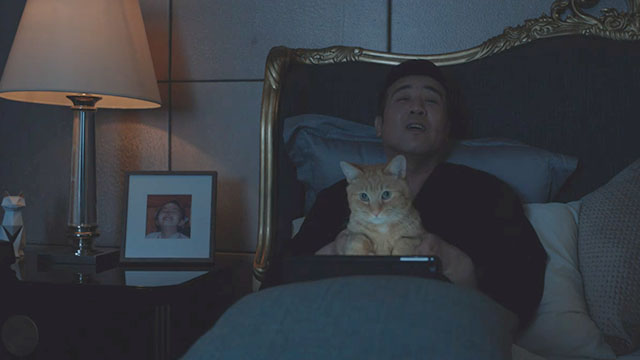 Adoring - Chong ai - ginger tabby cat Hulu Angela Rizzo Gonzo on video call with Gao Ming Hewei Yu