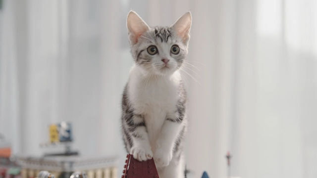 Adoring - Chong ai - grey and white tabby kitten 726 Leon Belle Snow on Lego castle