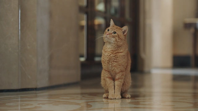 Adoring - Chong ai - ginger tabby cat Hulu Angela Rizzo Gonzo in hallway