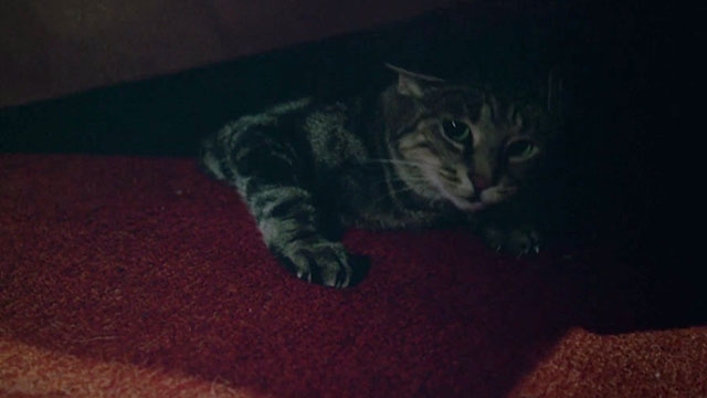 Adventures of a Plumber's Mate - brown tabby cat under bed