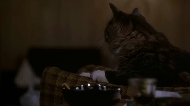 After Alice - longhair tabby and white cat sitting on table