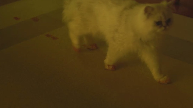Agatha Christie's The Witness for the Prosecution - white Persian cat Mimi tracking bloody paw prints across floor