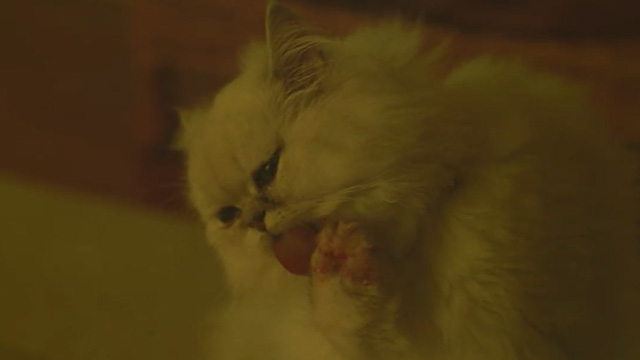 Agatha Christie's The Witness for the Prosecution - white Persian cat Mimi licking blood off paws