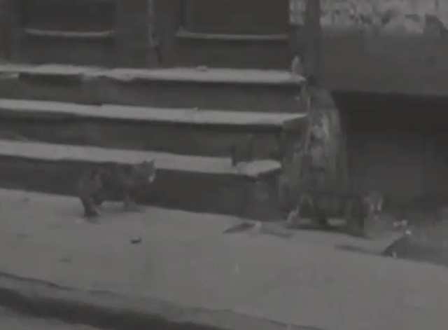 Air Raid Precautions Training in Liverpool - two tabby cats on street in front of building