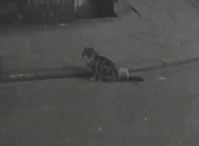 Air Raid Precautions Training in Liverpool - tabby cat on street in front of building