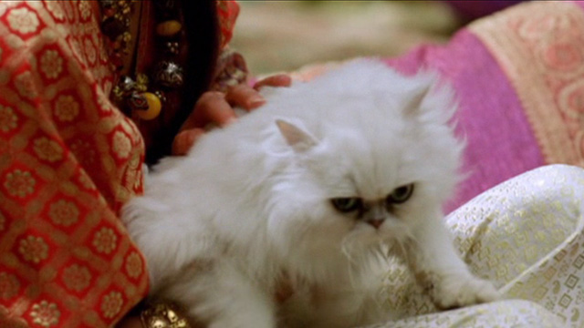 Alexander - woman holding white Persian cat