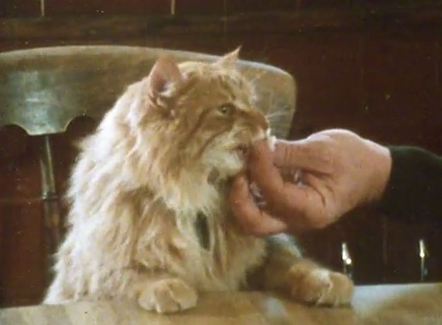 Alexander Baxter - longhair ginger tabby cat being fed at table