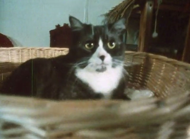 Alexander Baxter - tuxedo cat in basket