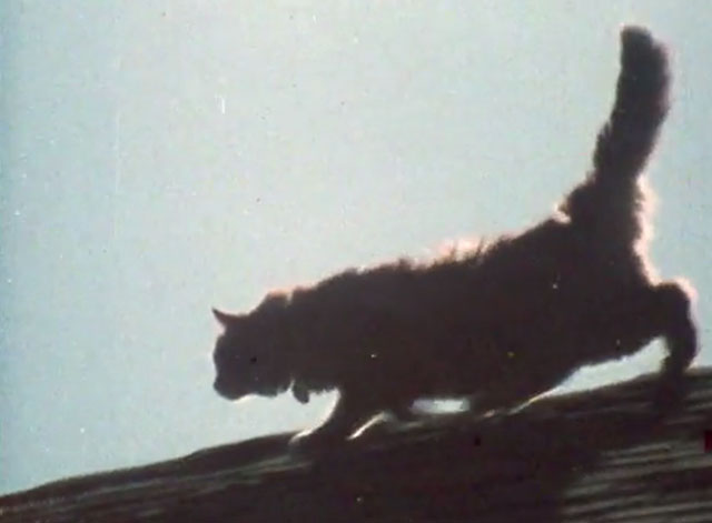 Alexander Baxter - longhair ginger tabby cat walking on roof