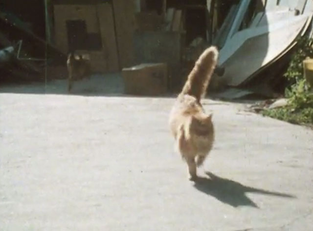 Alexander Baxter - longhair ginger tabby cat being chased by dog