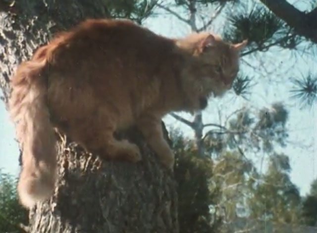 Alexander Baxter - longhair ginger tabby cat in tree