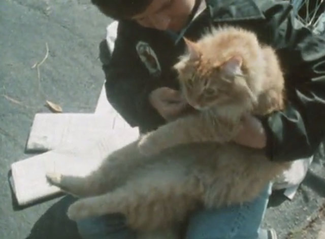 Alexander Baxter - longhair ginger tabby cat with paperboy Billie Joe Wright
