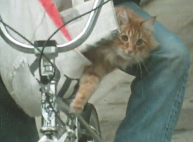 Alexander Baxter - longhair ginger tabby cat riding on paperboy's bike