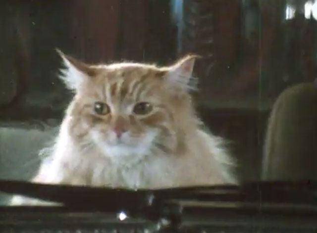 Alexander Baxter - longhair ginger tabby cat in car going through car wash