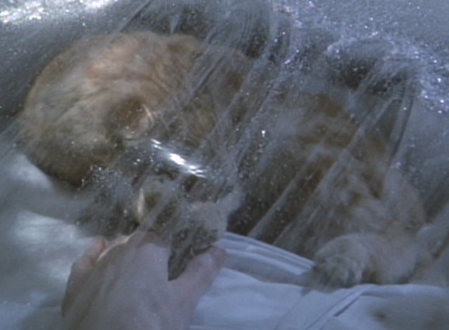 Aliens - orange tabby cat Jones in suspended animation