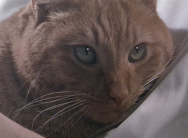 Aliens - close up of orange tabby cat Jones