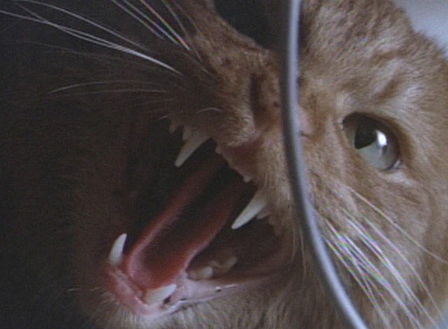Aliens - close up of orange tabby cat Jones hissing