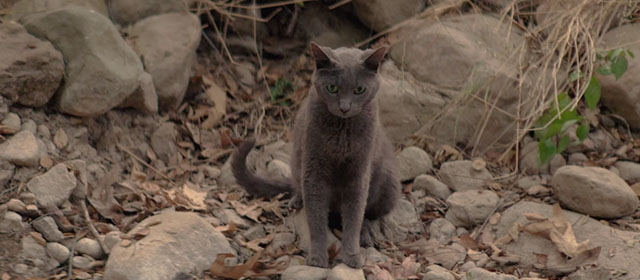 All About Nina - gray blue cat sitting on rocks