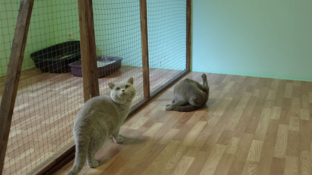 All Cats Are Grey in the Dark - grey Scottish Fold cats Marmelade and Hector