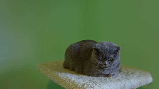All Cats Are Grey in the Dark - grey Scottish Fold cat on cat tree