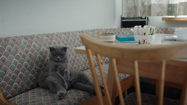 All Cats Are Grey in the Dark - grey Scottish Fold cat sitting on bench at table
