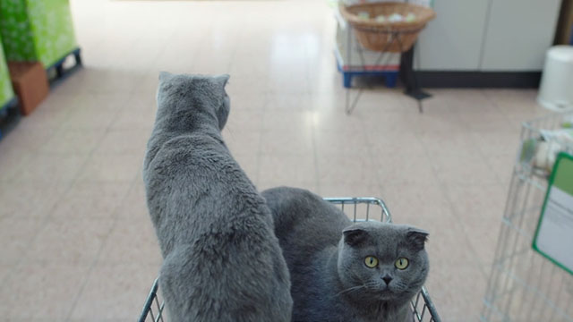 All Cats Are Grey in the Dark - grey Scottish Fold cats Marmelade and Katyusha in trolly basket