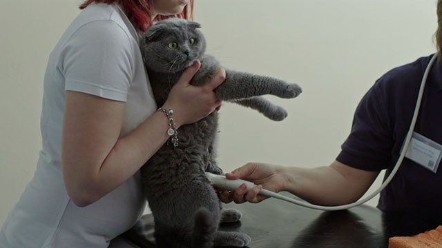 All Cats Are Grey in the Dark - grey Scottish Fold cat Marmelade having ultrasound