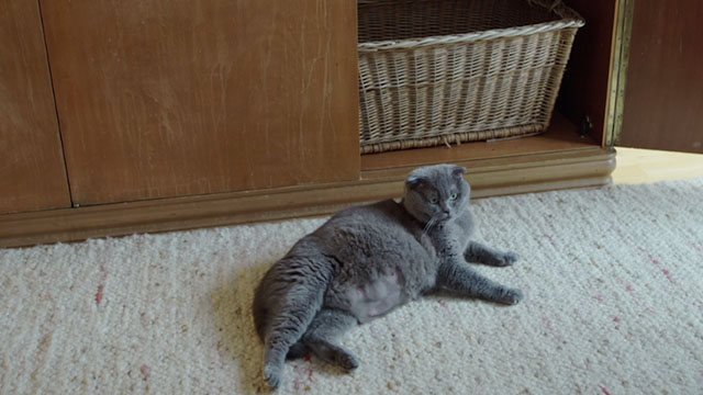 All Cats Are Grey in the Dark - grey Scottish Fold cat Marmelade pregnant