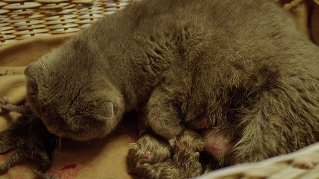 All Cats Are Grey in the Dark - grey Scottish Fold cat Marmelade with kittens