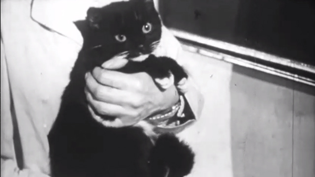 All Living Things - close up of tuxedo cat in woman's arms