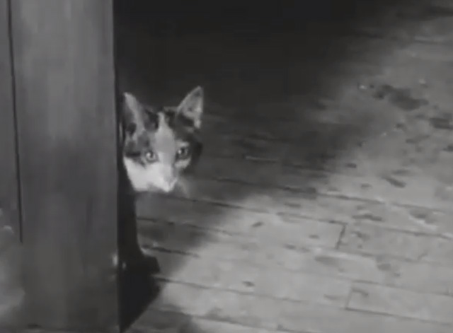 Alphabet Antics - calico kitten peeking around corner