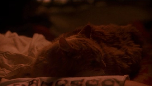 Always - orange Maine Coon cat Linda Blair lying on bed
