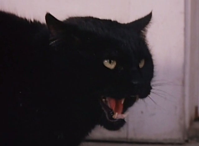 Amanda & the Alien - black cat hissing close up
