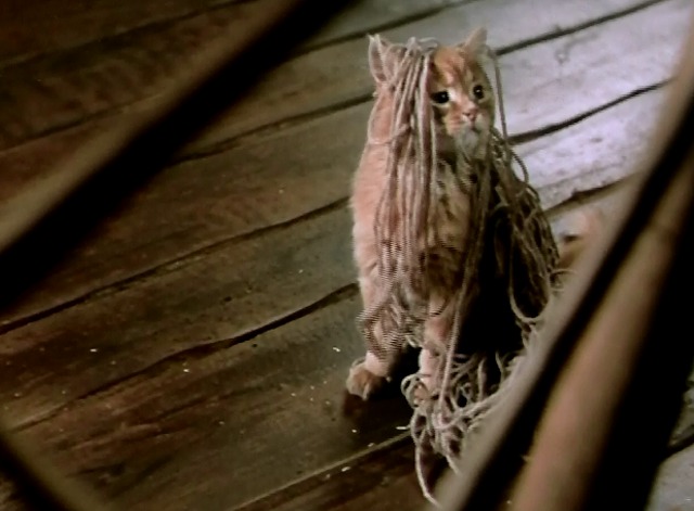 American Maker - orange tabby cat tangled up in yarn