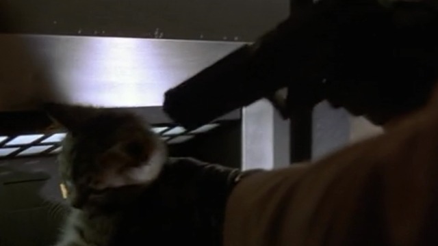 American Psycho - Patrick pointing handgun at tabby kitten's head