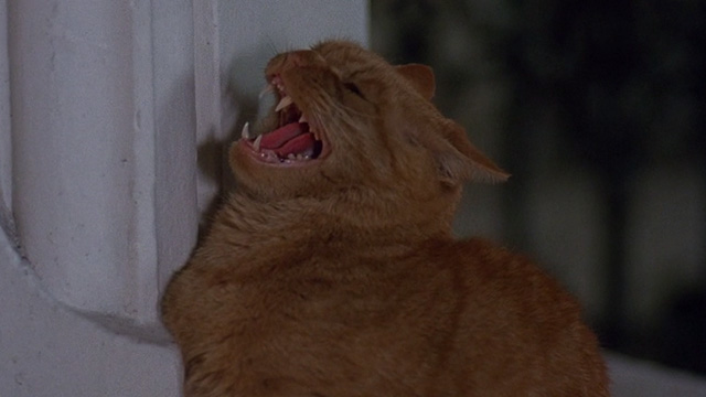 An American Werewolf in London - orange tabby cat hissing close