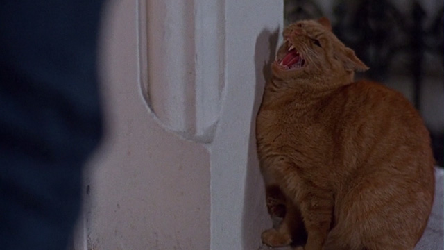 An American Werewolf in London - orange tabby cat hissing on windowsill