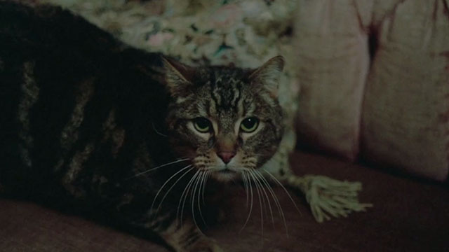 Amityville Horror The Evil Escapes - tabby cat Pepper in dark room