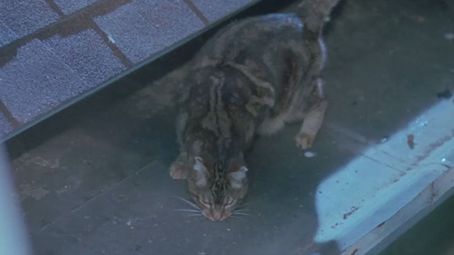 Amityville Horror The Evil Escapes - tabby cat Pepper on roof