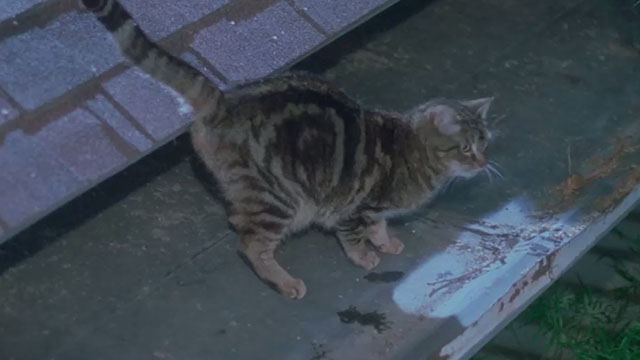 Amityville Horror The Evil Escapes - tabby cat Pepper on roof