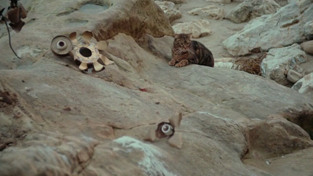 Amityville Horror The Evil Escapes - tabby cat Pepper on rocky beach next to broken lamp