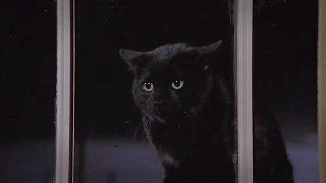 The Amityville Horror - angry black cat outside window