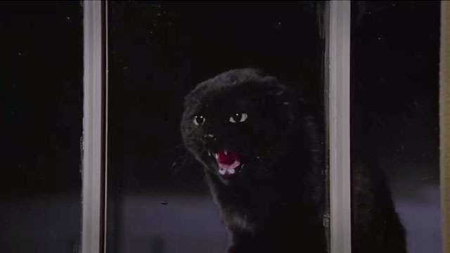 The Amityville Horror - angry black cat hissing outside window