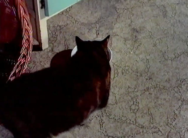 The Amorous Milkman - dark brown tabby cat approaching food bowl