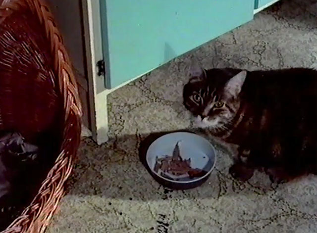 The Amorous Milkman - dark brown tabby cat sitting by food bowl