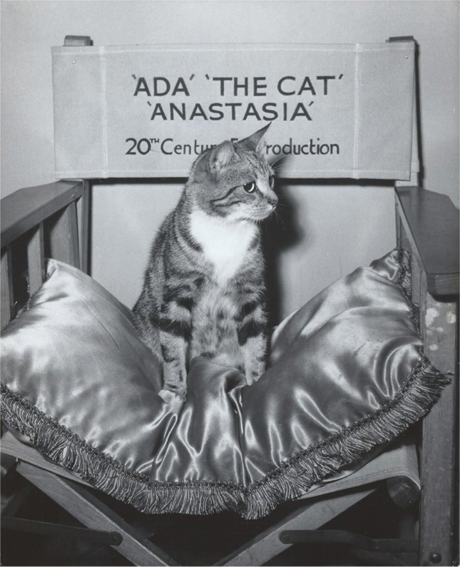 Anastasia Ana the cat on pillow