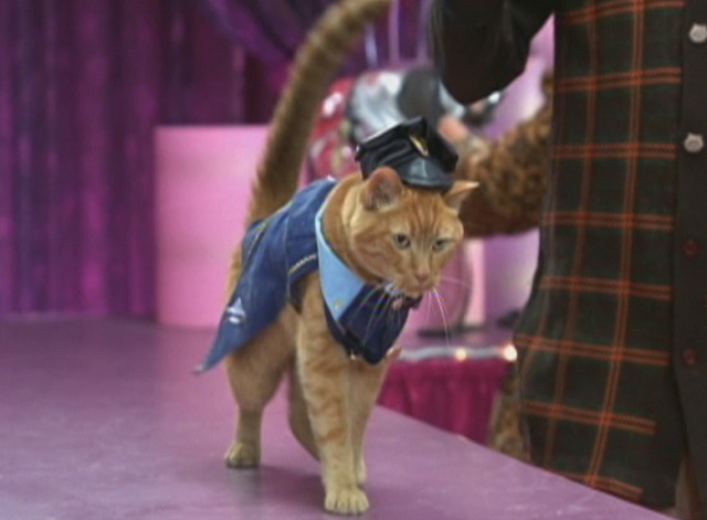 Anchorman - orange tabby cat in policeman costume