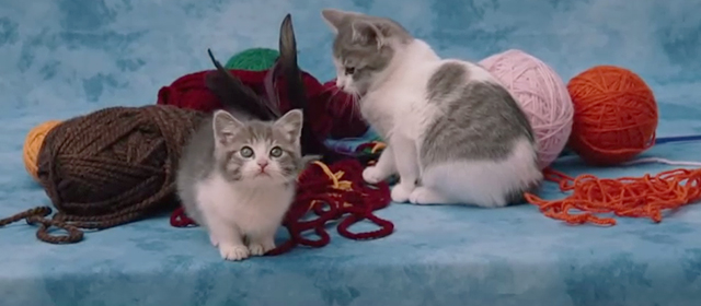 Anchorman 2 - gray and white kittens in photo shoot